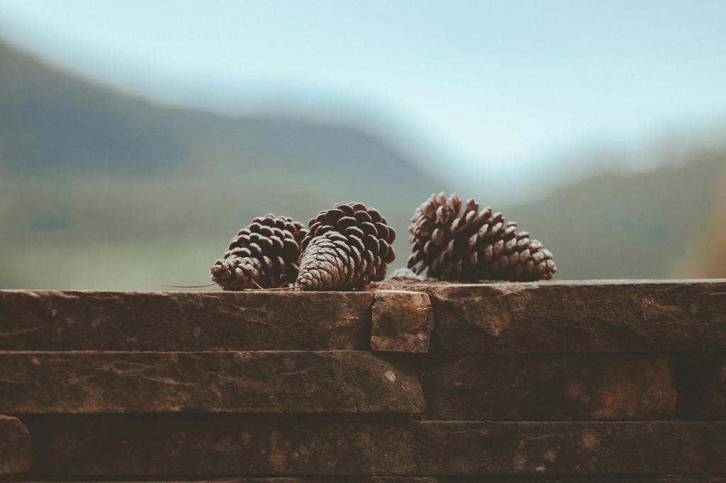 Biomimicry in Learning: Pine Cones & Released&nbsp;Content